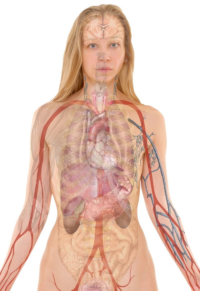 anatomy-254120_1280.jpg