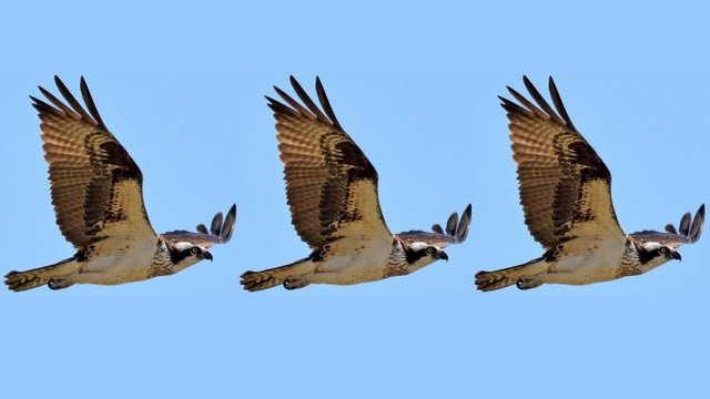 osprey-760x428.jpg