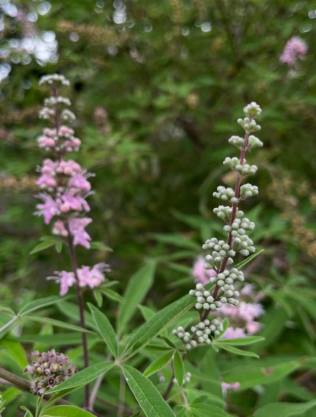 IMG_20250824_185905.jpg