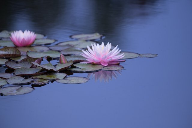 MikeBryantPhotography-Waterlilies-4.jpg