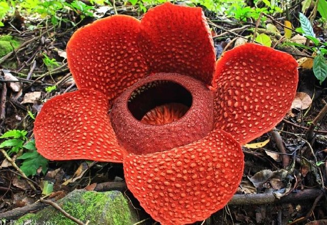 Rafflesia-arnoldi.jpg