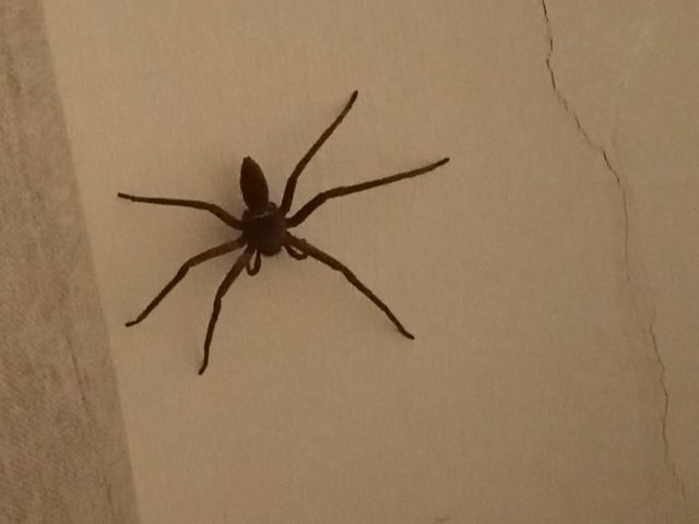 spider1.JPG