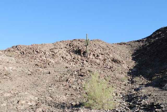 Saguaro -1.JPG