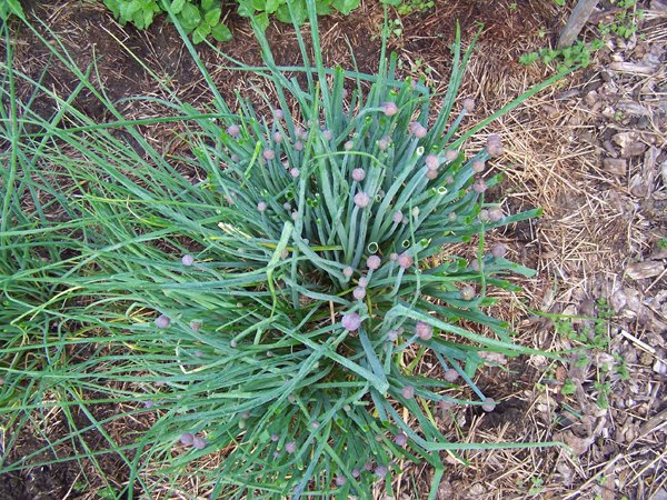 Chives - large side crop May 2019.jpg