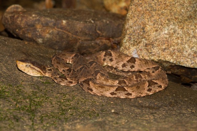 Bothrops_asper_(Panama).jpg