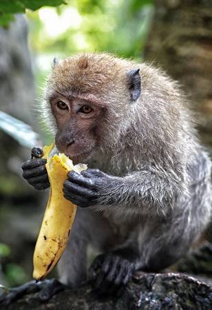 28463135-monkey-and-banana.jpg