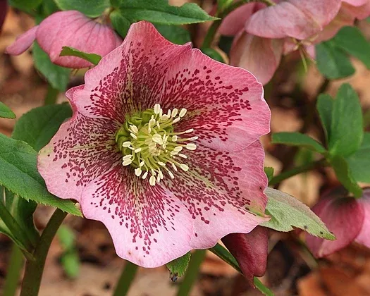 Helleborus_orientalis._Lenteroos_04.JPG.webp