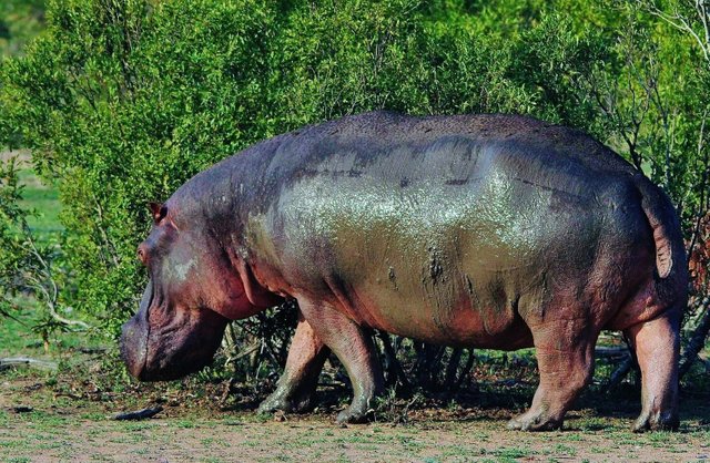 Hippopotamus.jpg