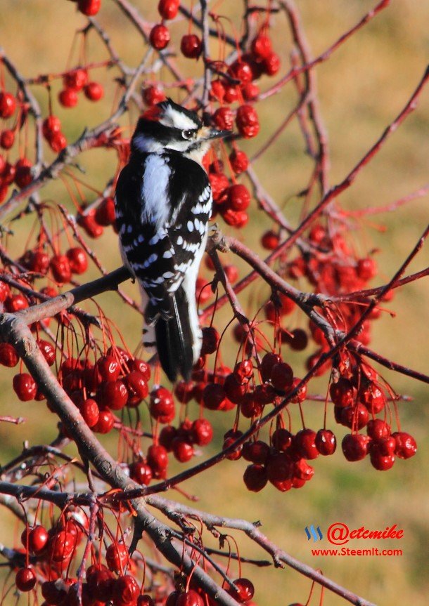 Downy Woodpecker IMG_0279.JPG