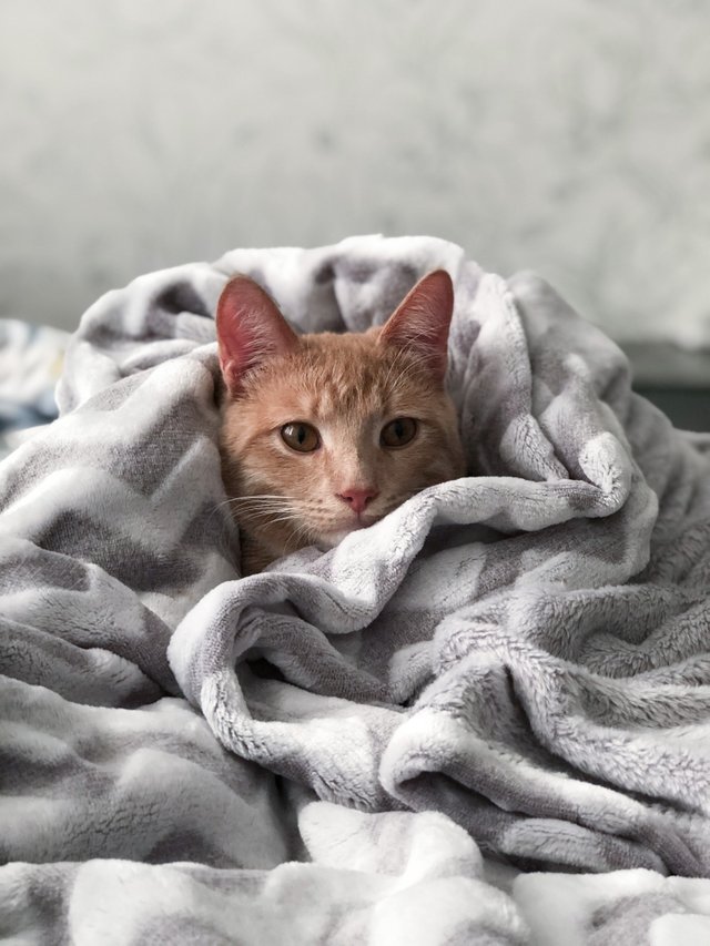 orange-tabby-cat-on-gray-blanket-3616232.jpg