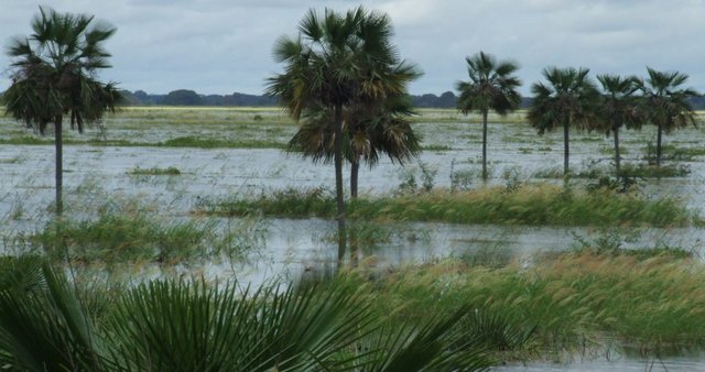 Camguán-1.jpg