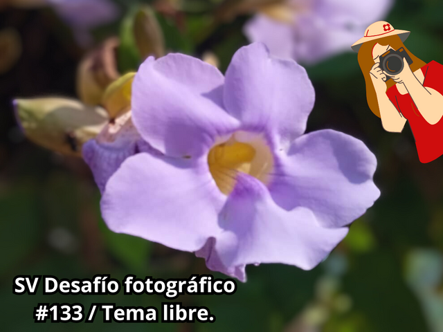 SV Desafío fotográfico #133  Tema libre..png