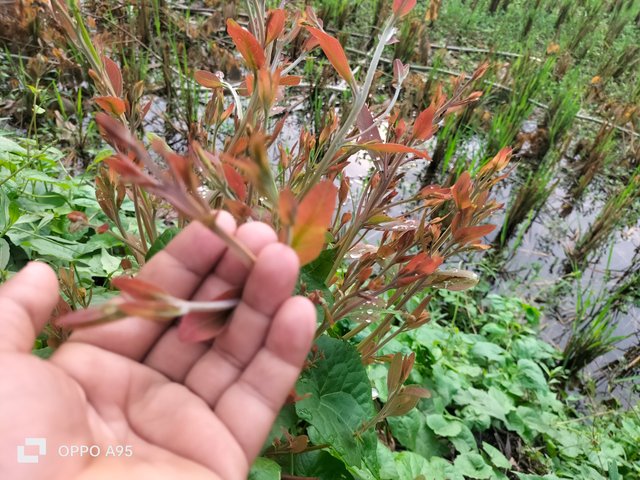 IMG20250531073217.jpg