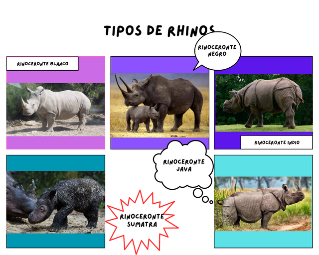 Tipos de rhinos.png