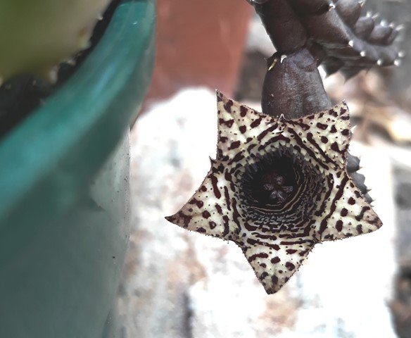 huernia volkartii var repens.jpg