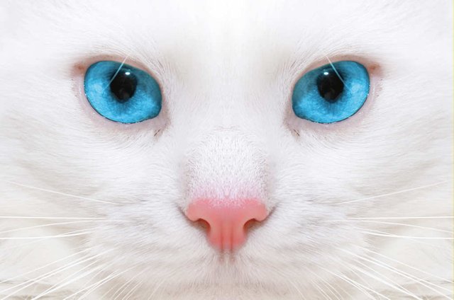 Por-que-los-gatos-blancos-de-ojos-azules-suelen-ser-sordos_0.jpg