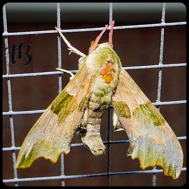 Big cute moth TBM.jpg
