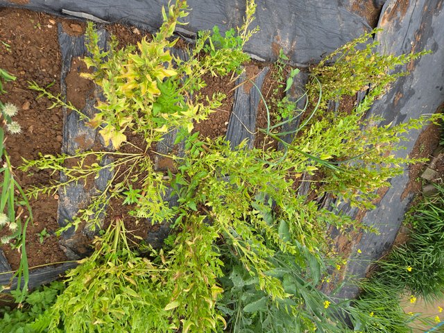 20250520_104114.jpg