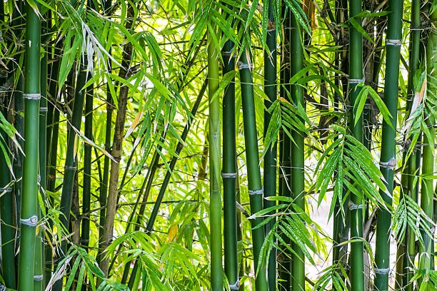 bamboo-forest-background.jpg