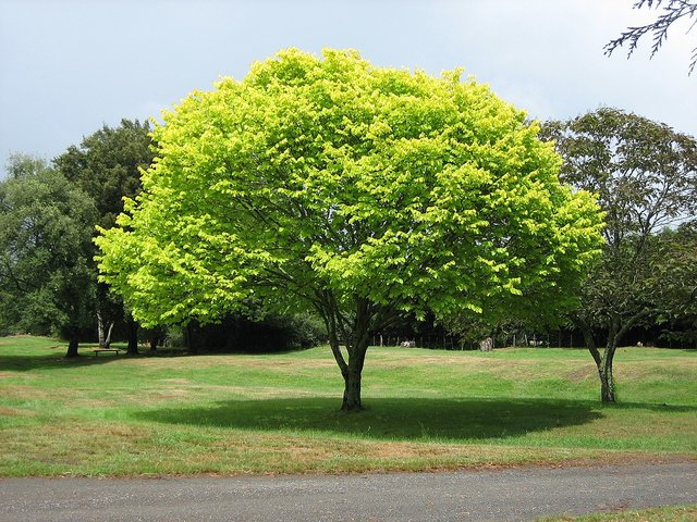 Bright_green_tree_-_Waikato.jpg