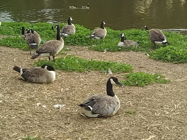 Regina Wascana Park ee.jpg