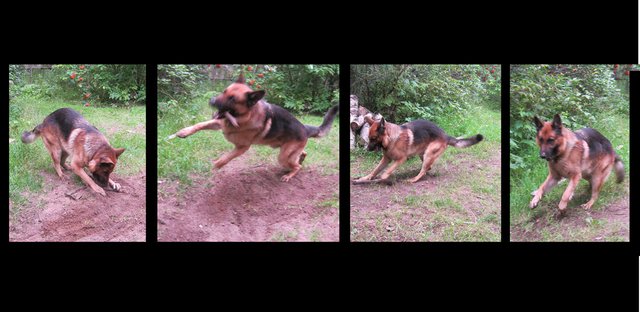 Bruno jumping and playing with stick 4 pictures combined.JPG