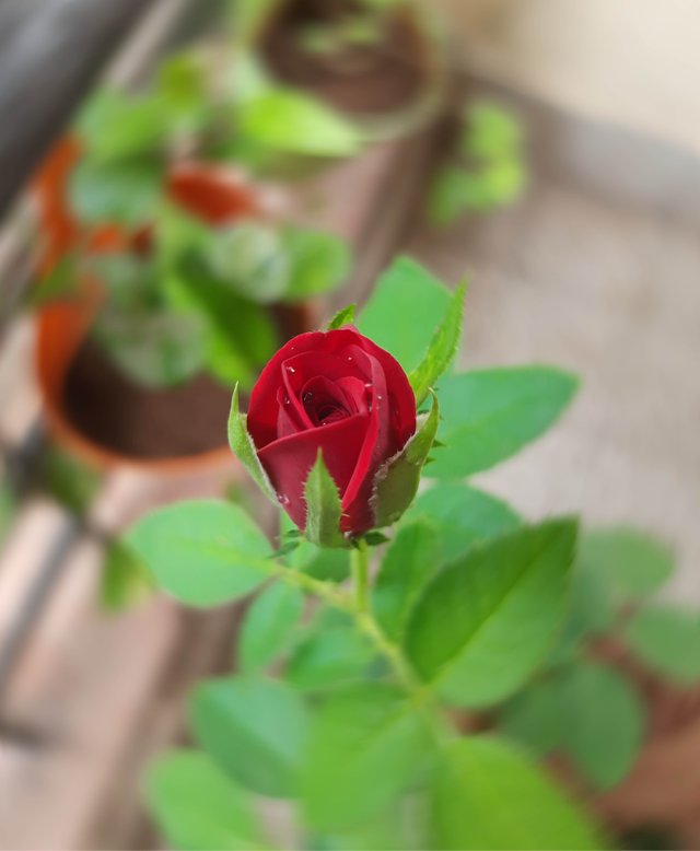 growing rose.jpg