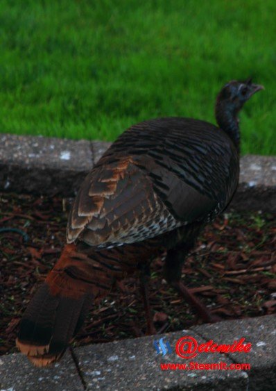 Wild Turkey Turkey01.jpg