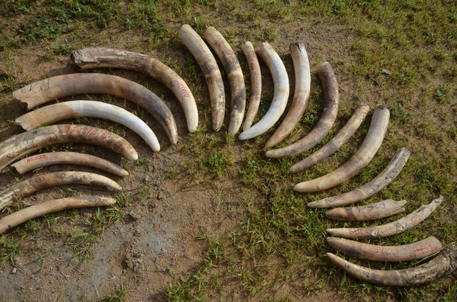 3.10 Ivory in Zakouma NP, Chad - Save-elephants.org.jpg