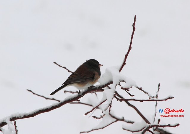 Dark-eyed Junco PFW10_0307.JPG