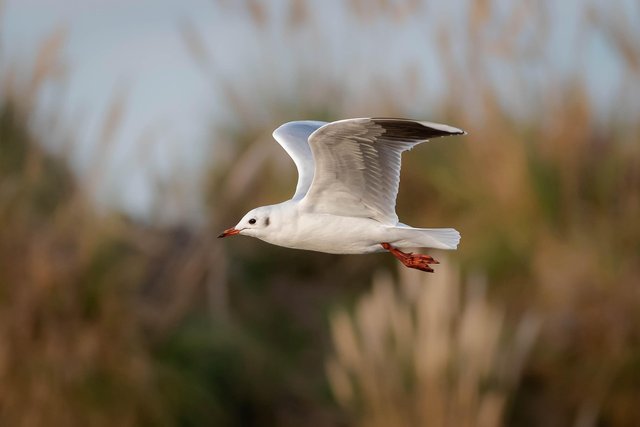 seagull-7991991_1280.jpg