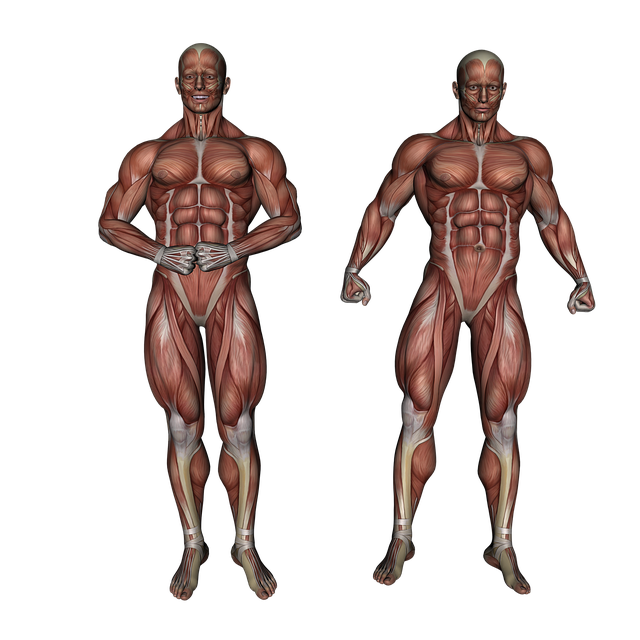 muscle-3120521_640.png