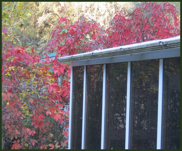 red virginia creeper creeping up side of sunroom.JPG