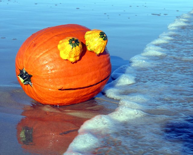 RupertPumpkin-OnTheBeach.jpg