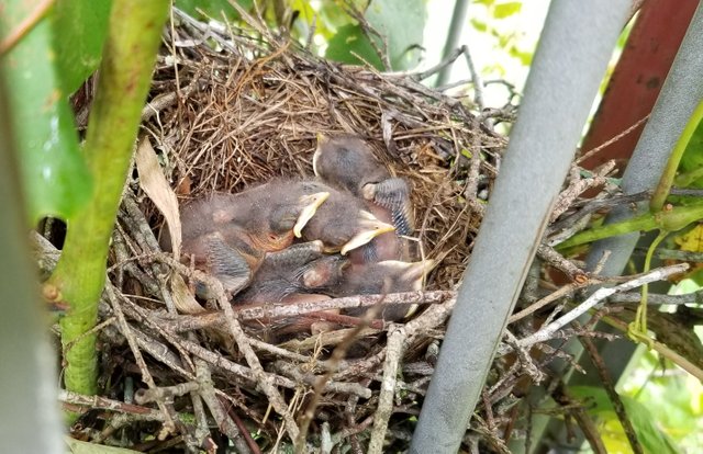 20180628_164438 - Sleeping Baby Mockingbirds.jpg