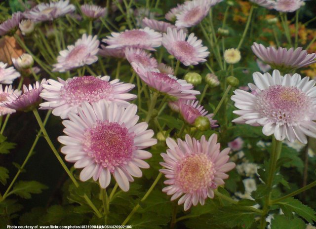 PinkWildflowers-001-0901718.jpg