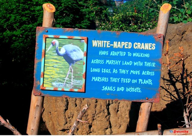 White-naped crane cranes Zoo_0014.JPG