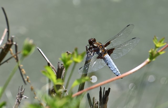Dragonfly blue bokeh 2.jpg