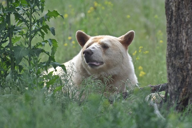 bear-6625096_1280.jpg