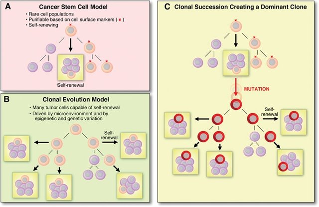 Models_for_the_nature_of_sustained_tumor_growth.jpg