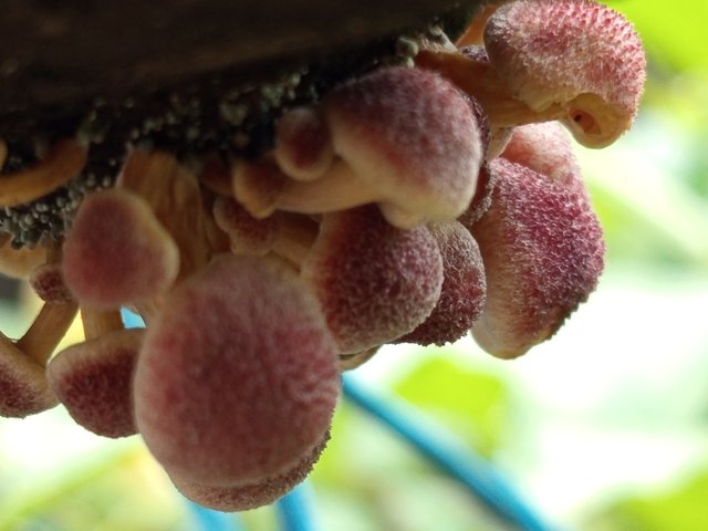 mashroom (6).jpg