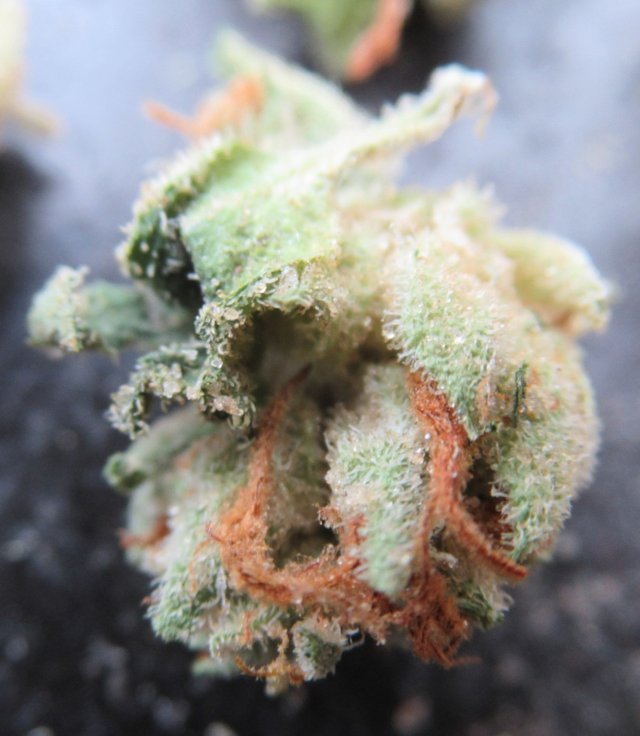 microsplitnugbeauty.jpg