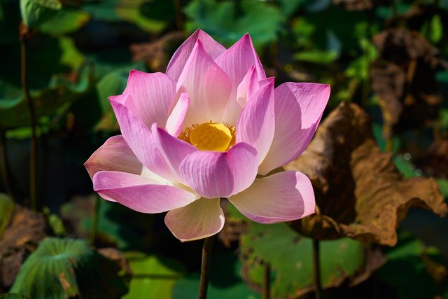 300-Facetten-ESSENZ-lotus-g03a05e3c2_1280_Pixabay_Engin_Akyurt.jpg