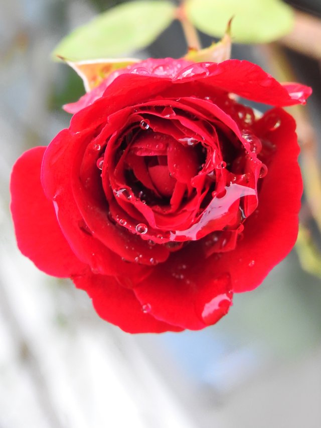 rose wet.jpg