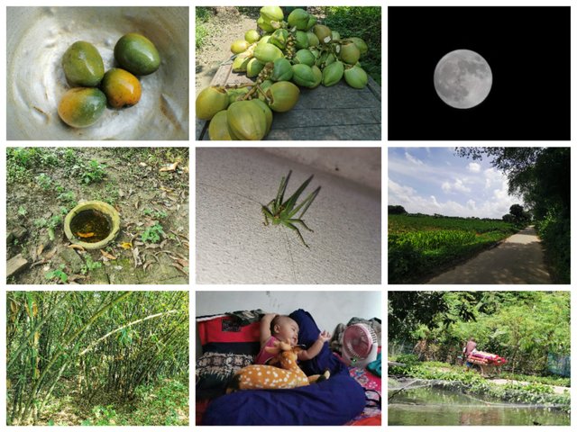 Collage_20250820_063131.jpg