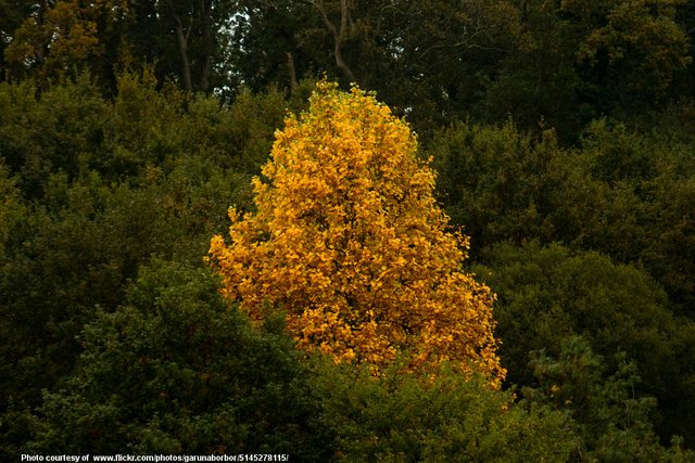 YellowAutumnTreeInEvergreens-102118.jpg