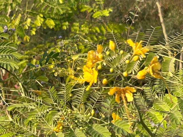 IMG_8258.jpeg