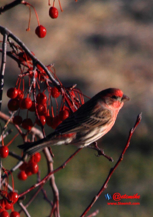 House Finch IMG_0194.JPG