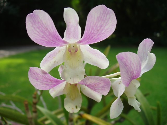 Queen Sirikit Park orchids