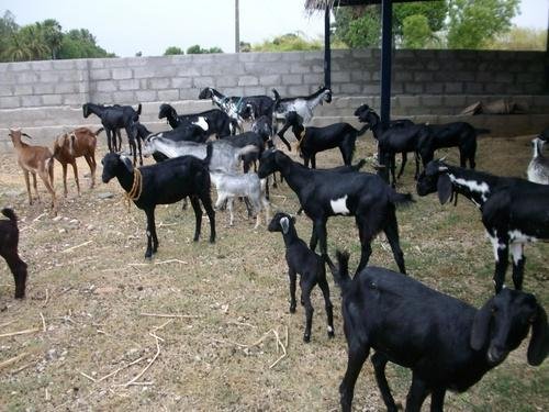 live-stock-goat-food-goat-farm-projects-500x500.jpg